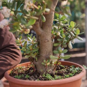 L'albero di Giada può stare in camera da letto? Ecco la risposta